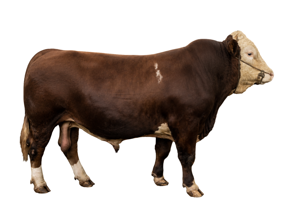 Sapi 900kg